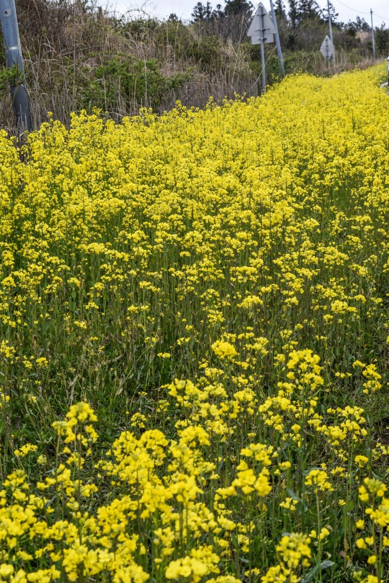 rapeseed fields in Jeju