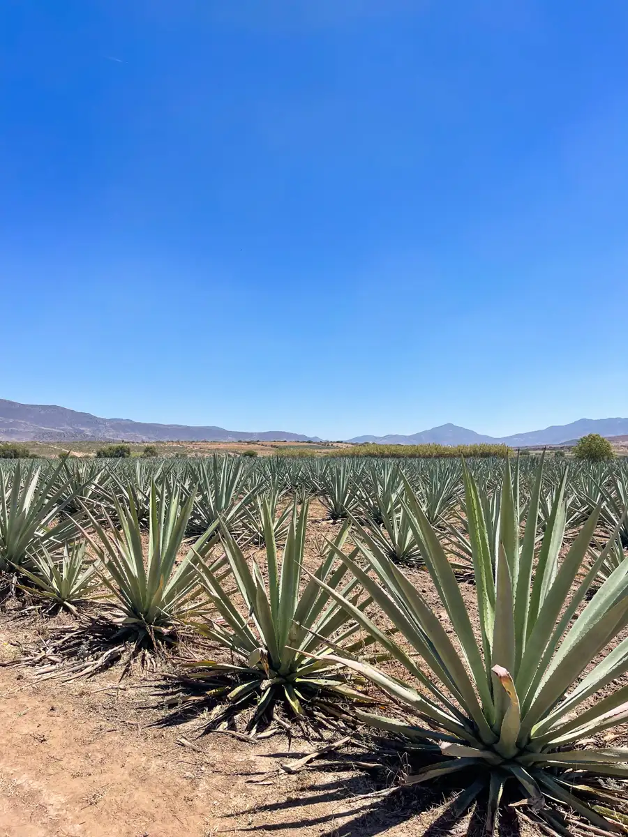 Field of agave with mountains along the horizon and bright blue skies above