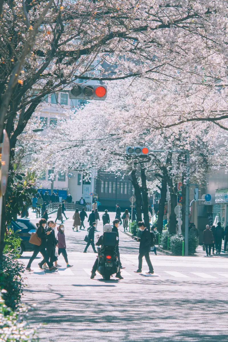 people walking under cherry blossoms in japan in Spring.