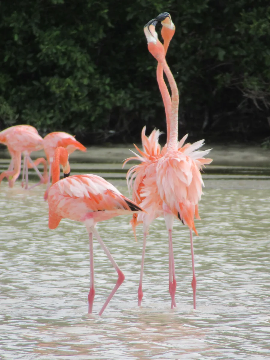 celestun merida beach with flamingos