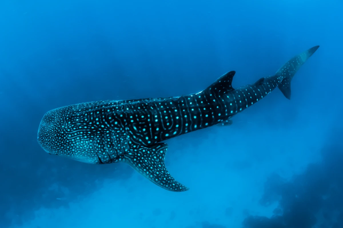 whale sharks swimming.