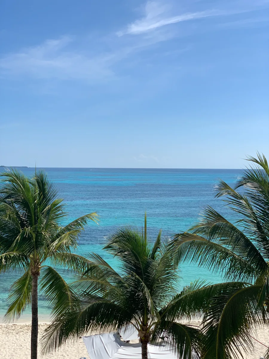 above the palm tres with turquoise sea behind and beach below.