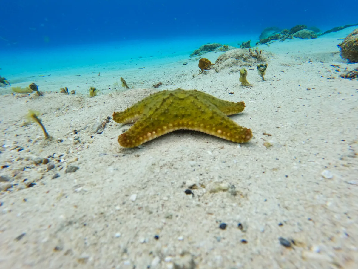 starfish on the bottom of the sea floor which you can see snorkeling, one of the best things to do in cozumel.