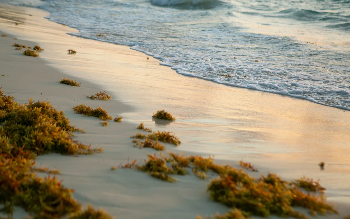 seaweed on the beaches of Playa del Carmen in June and July make it not the best time of year to visit Playa del Carmen.