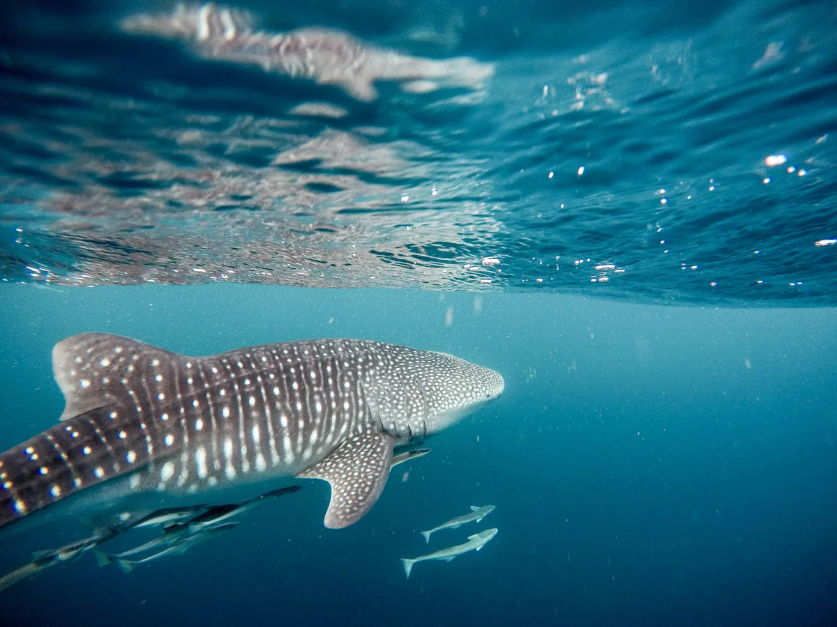 whale sharks underwater