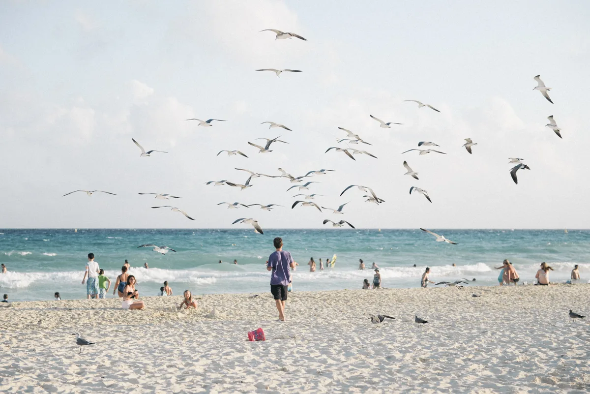 person standing on the beach surrounded by seagulls during the best time of year to visit playa del carmen.
