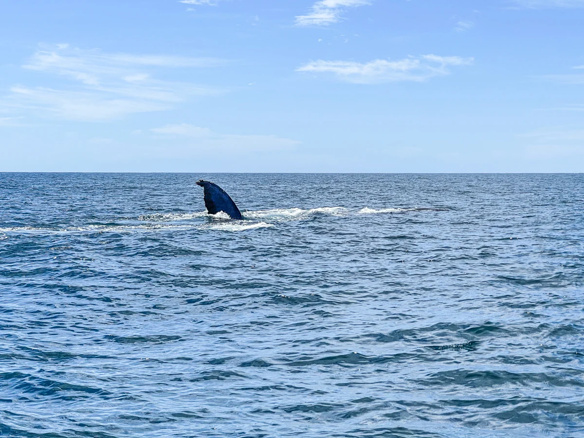 whale fin sticking out of the water.