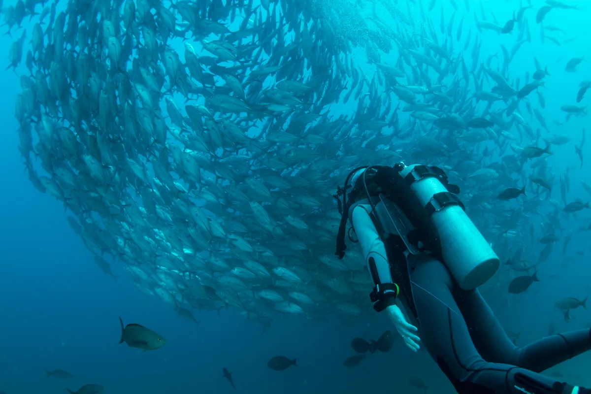 person scuba diving in a large school of fish.