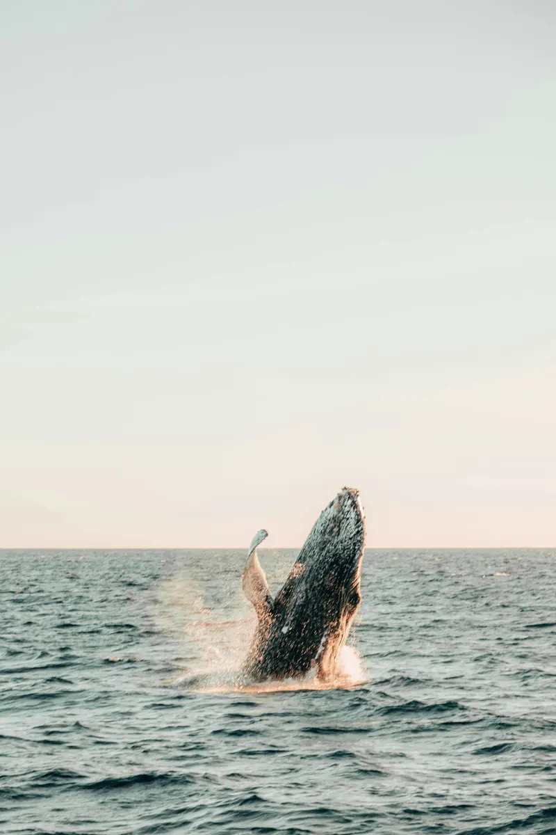 whale breeching out of the water in puerto vallarta mexico