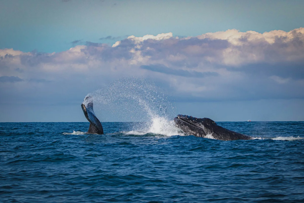 humpback whales jumping out of water.