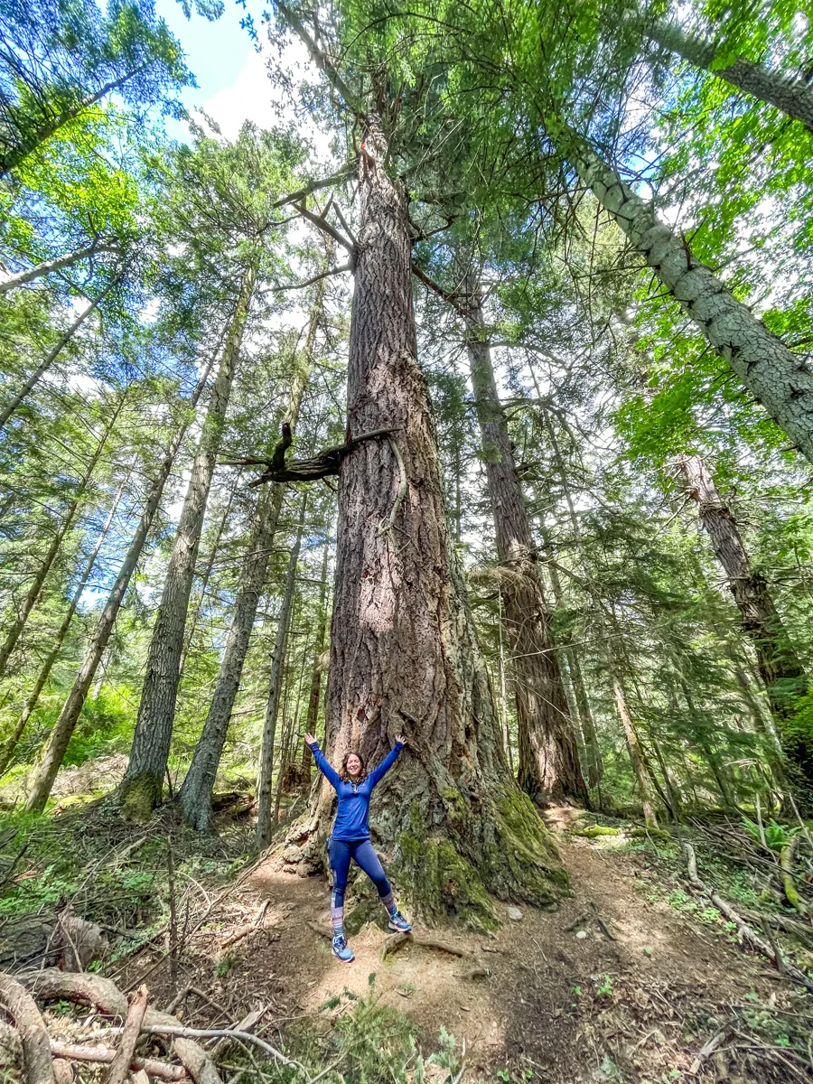 hiking through the forest with a woman standing in front of a tree that makes her look very small.