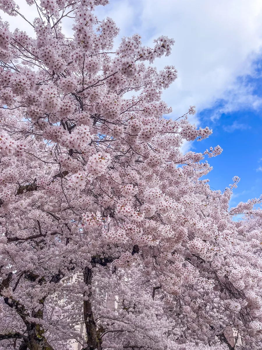 cherry blossoms with blue skies behind the flowers.