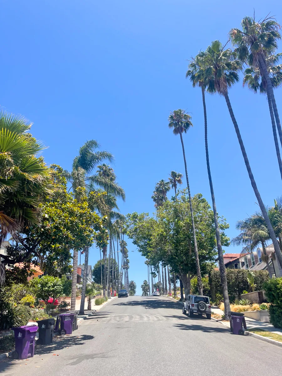 palm-tree lined residential street with bright blue skies and an empty street.