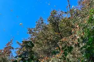 Visiting the Monarch Butterflies in Michoacan, Mexico
