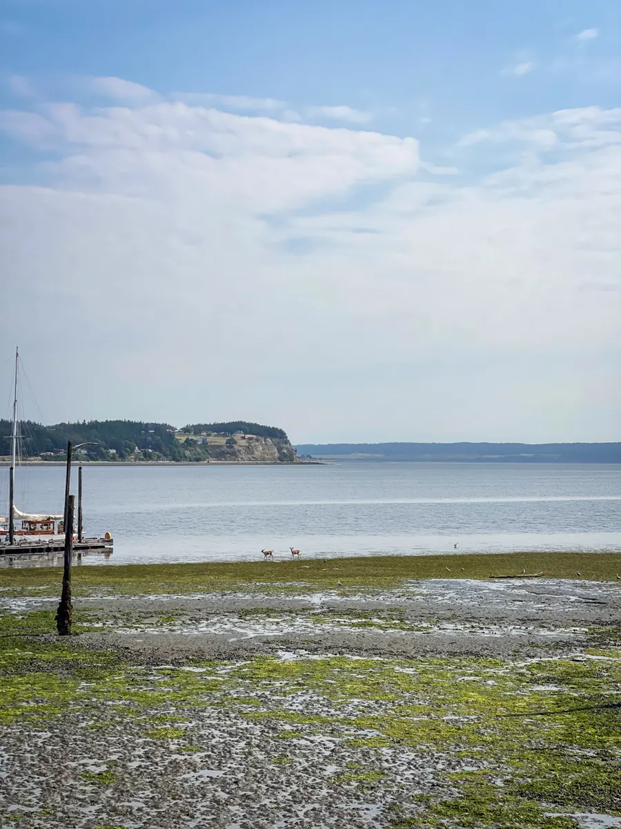 two deers on a beach at low tide.